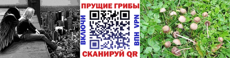 Псилоцибиновые грибы Magic Shrooms  Орехово-Зуево 